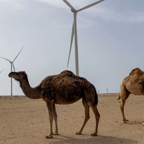 Camels roam next to wind turbines that will supply power to a desalination plant under construction in Dakhla in the disputed Western Sahara, mostly controlled by Morocco, on May 26, 2025.