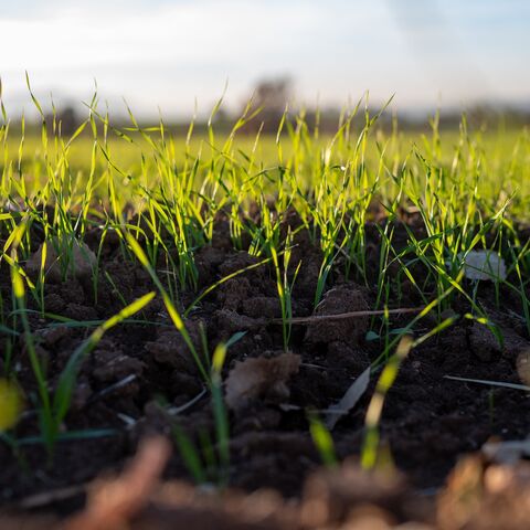 Young wheat shoots emerge from moist soil in farmland near Zakho, Iraqi Kurdistan region, Dec. 19, 2025.