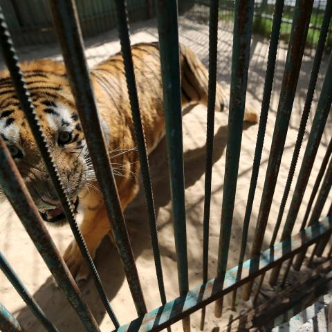 A tiger is seen inside an enclosure at a zoo in Khan Younis in the southern Gaza Strip March 7, 2016. REUTERS/Ibraheem Abu Mustafa  - GF10000336620