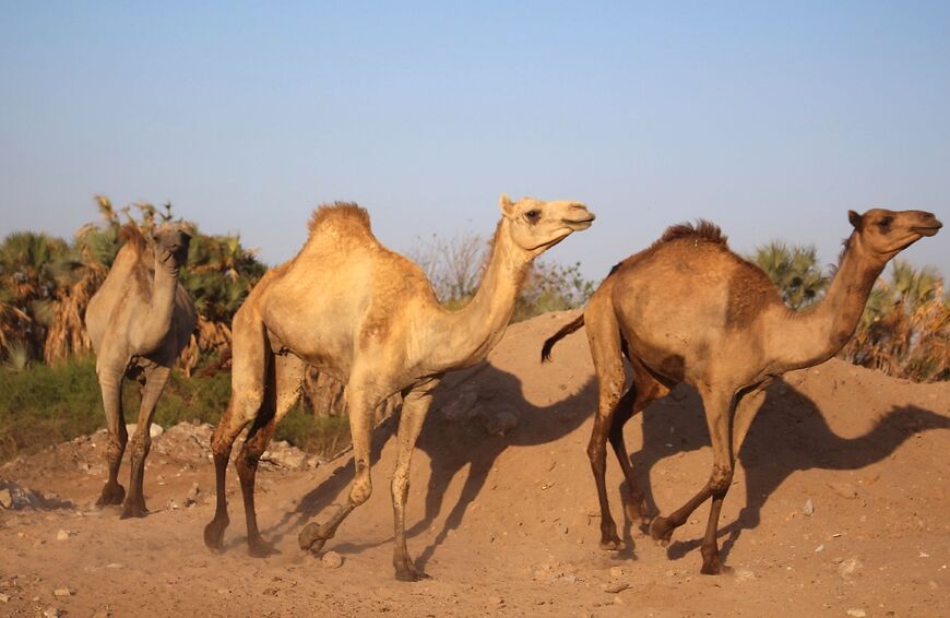 Camels roam at Al-Heswa reserve, which was awarded the UN's Equator Prize in 2014 for meeting climate and development challenges through sustainable use of nature