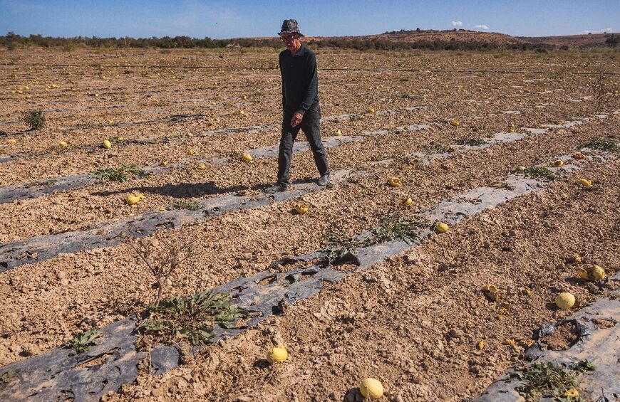 A farmer in a melon field, which has dried out and been hit by the high salinity of water from the nearby Moulouya river, near Saidia city in northeast Morocco, on November 2, 2021