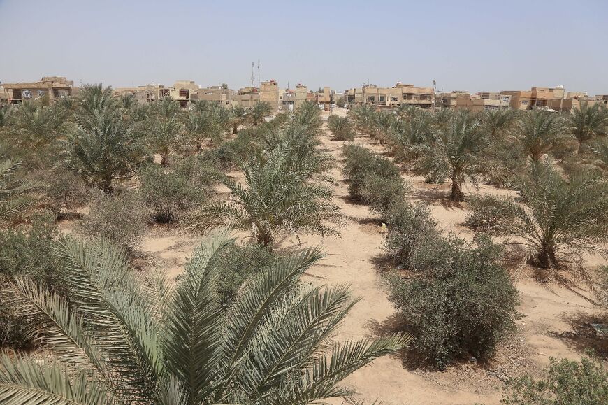 Branches of the stunted olive trees sway between date palms -- symbolic of Iraq -- that struggle to grow in Karbala's green belt