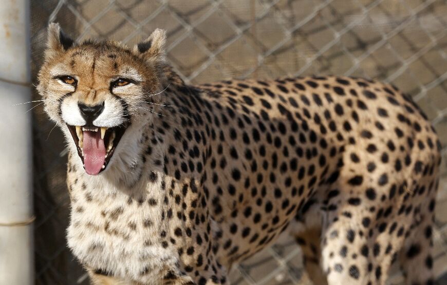 In this file picture taken in October 2017 a  female Asiatic Cheetah named Dalbar snarls at visitors to the Pardisan Park in Tehran