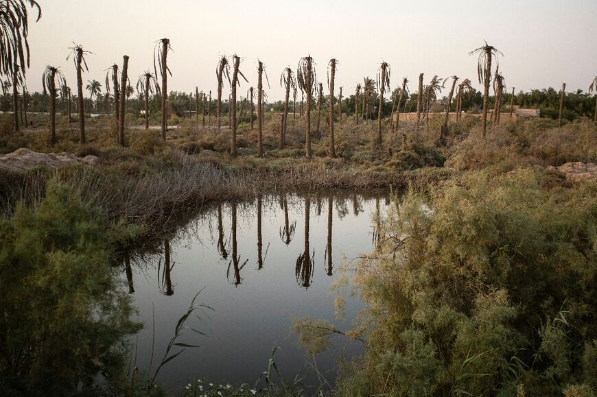 Experts say the salination of the waters of the Shatt al-Arab area, where the Euphrates and Tigris rivers meet, pose a huge challenge for the date palms