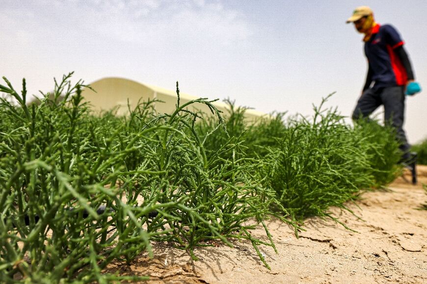 Salicornia cultivation began last year in a number of farms across the UAE