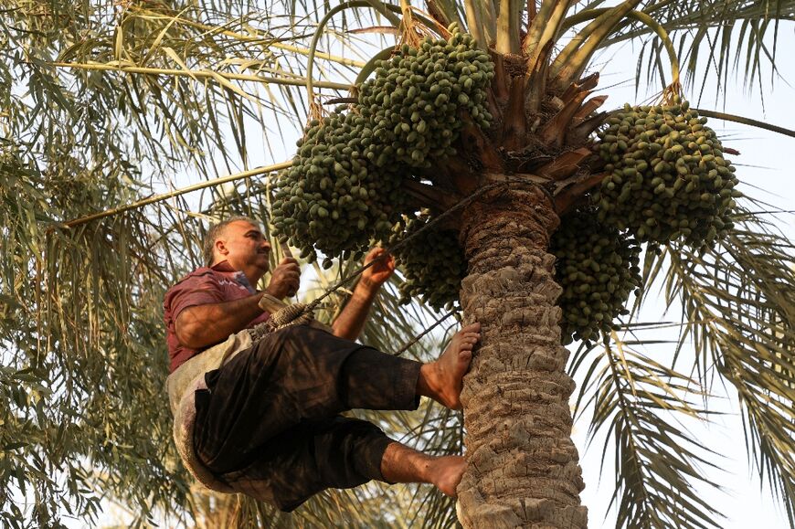 According to official figures, Iraq exported almost 600,000 tonnes of dates in 2021, with the World Bank saying the fruit is the country's second largest export commodity after oil