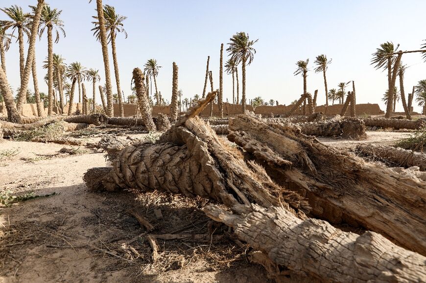 In some areas of Iraq the landscape is scarred with the slender trunks of decapitated palm trees