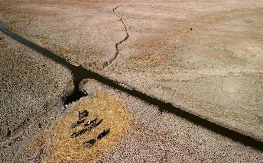 An aerial view shows water buffaloes grazing on straw while surrounded by dried and cracked soil in Iraq's Chibayish Marshes area