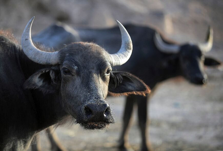 Families are losing their buffaloes in one of Iraq's areas hardest-hit by climate change, said the UN's Food and Agriculture Organization
