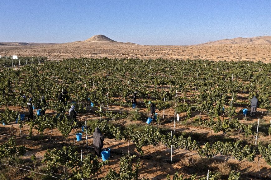 Israel's greener north has long been the centre of its viniculture, but more pioneering winemakers are discovering its sun-baked south