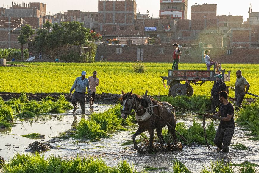 Egyptian farmers in the Nile Delta, which researchers say will face 'severe challenges'