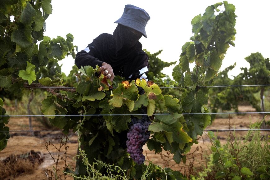 Increasingly hot weather in Europe could force winemakers to adopt water conservation systems long used in Israel's scorching Negev desert