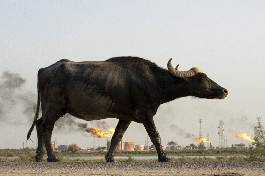 A water buffalo near the Nahr Bin Omar oilfield in Iraq's southern province of Basra on July 18, 2022