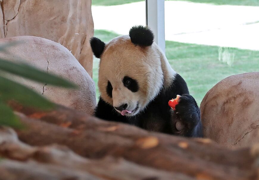Qatar became the first Middle Eastern country Wednesday to receive Chinese giant pandas 