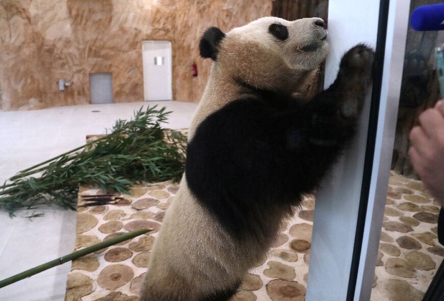 Authorities have not yet said whether the new Panda House, one of the biggest enclosures anywhere, will be ready by the time the World Cup starts