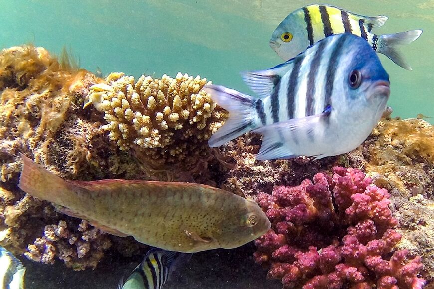 Sergeant major fish, so called because of their stripes swim by a coral reef off Abu Dabbab