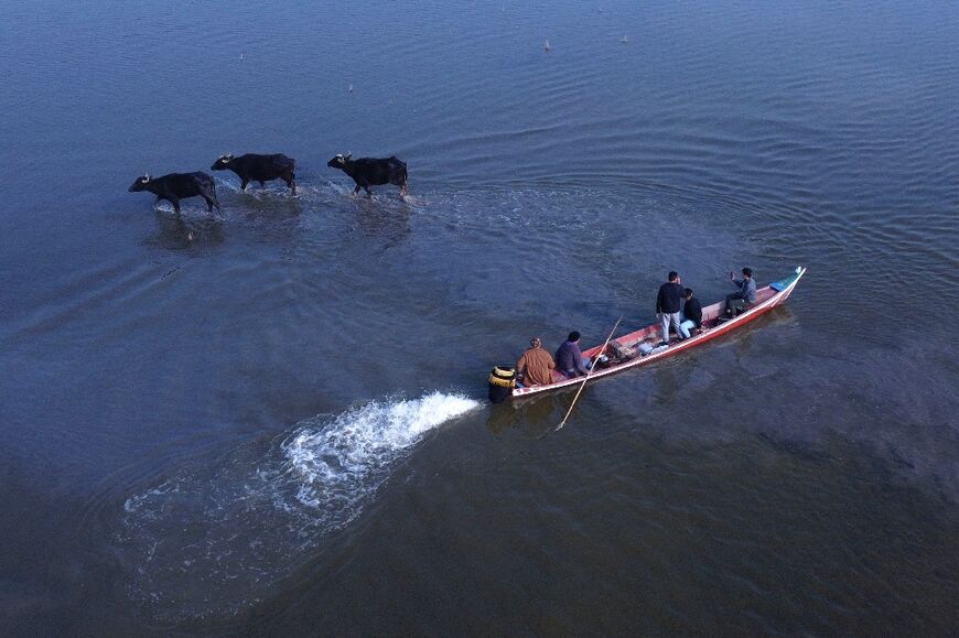 Irakische Bauern fahren in den südlichen Sümpfen von Chibayish mit einem Boot an Büffeln vorbei
