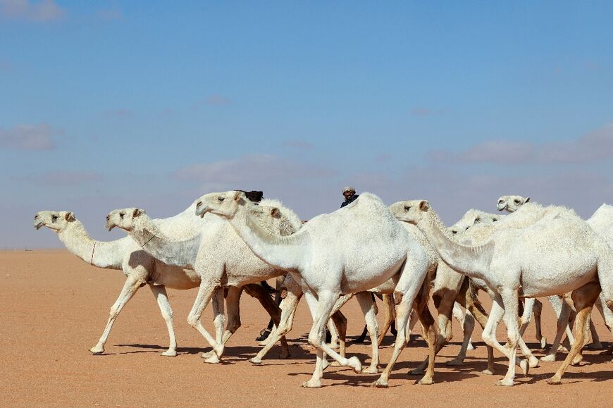 Dubbed the 'ships of the desert', camels have long been a crucial mode of transportation in Saudi Arabia