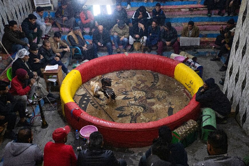 Cockfighting, which was banned under the regime of former Iraqi dictator Saddam Hussein, attracts fans in a cafe in the port city of Basra