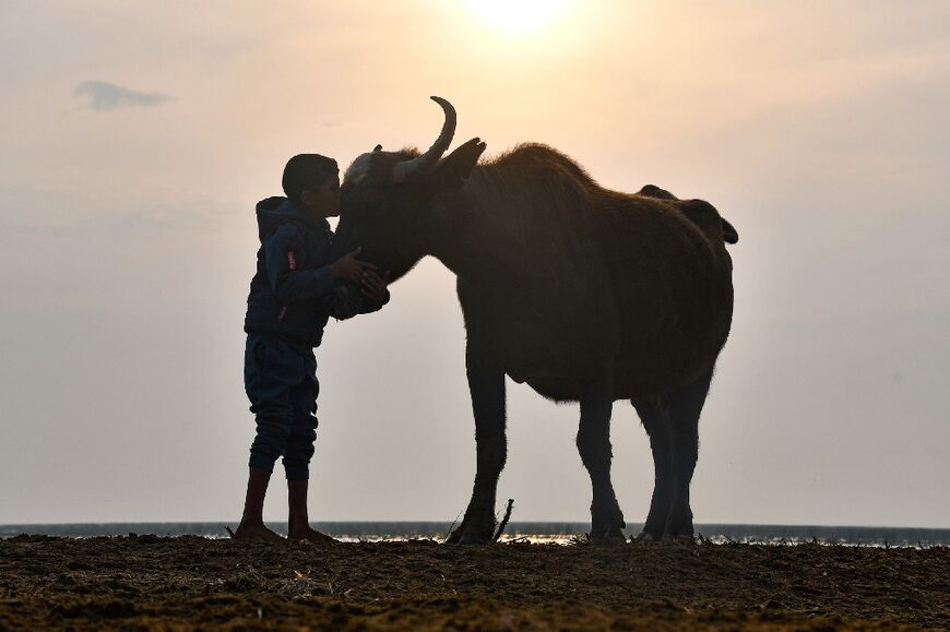 An Iraqi boy with a buffalo in marshes that have been parched by summer heat and reduced water flows, in Dhi Qar province, seen on November 7, 2020 