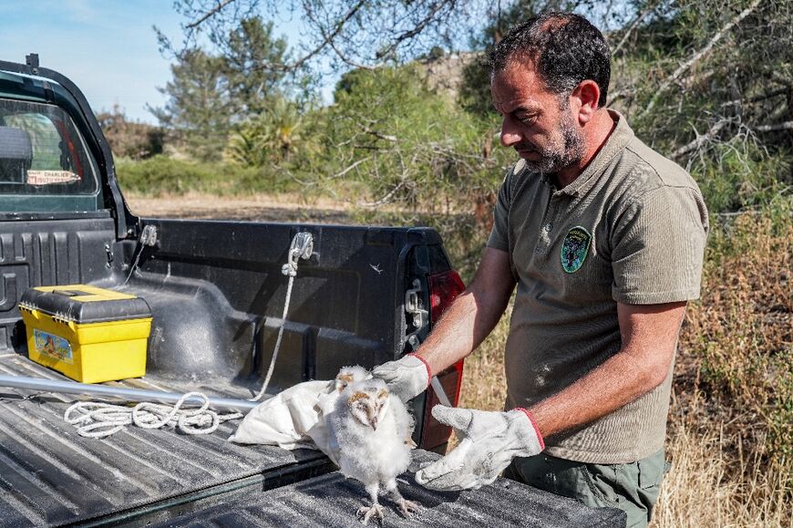The initiative helps Cypriot farmers, but also the island's barn owl population which has been in decline across Europe