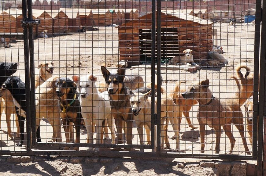 Dogs at the ESMA shelter in Cairo. (Courtesy of ESMA shelter)