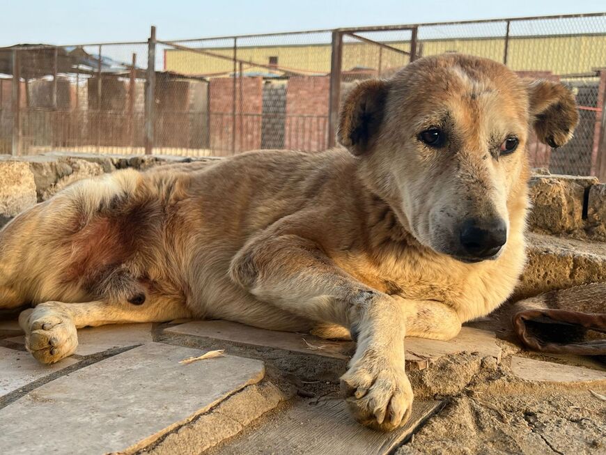 A dog at the ESMA shelter in Cairo. (Courtesy of ESMA shelter)