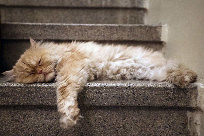 A Persian, among the cats that call the "meowseum" home, takes a break from the attention