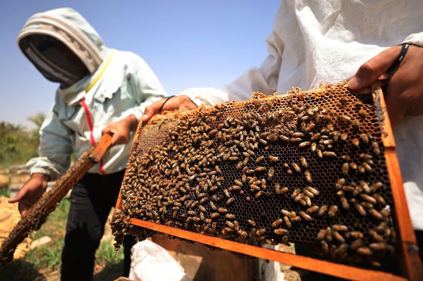 Experts believe that relocating bee hives from drought-hit areas of Iraq to cooler and greener areas in  the northern Kurdistan region helps them to thrive 