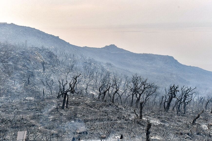 Burnt trees near the town of Melloula in northwestern Tunisia 