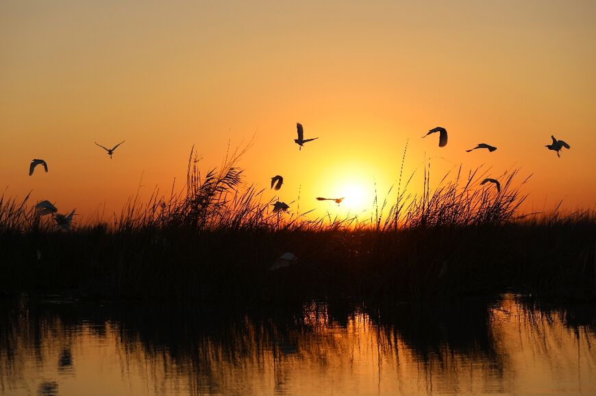 Lost paradise: sunset on the marshes near Chibayish, Iraq
