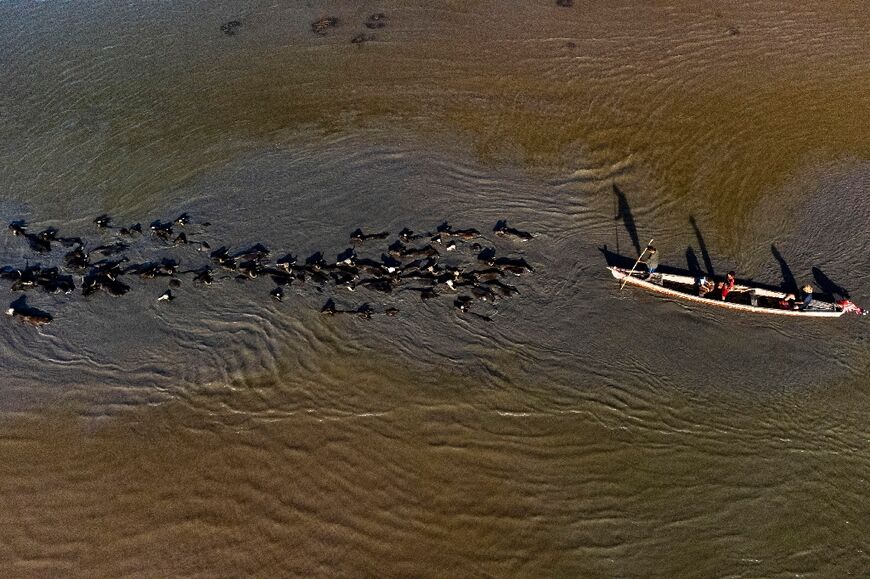 An aerial view of farmers herding buffaloes through Iraq's fabled southern marshes