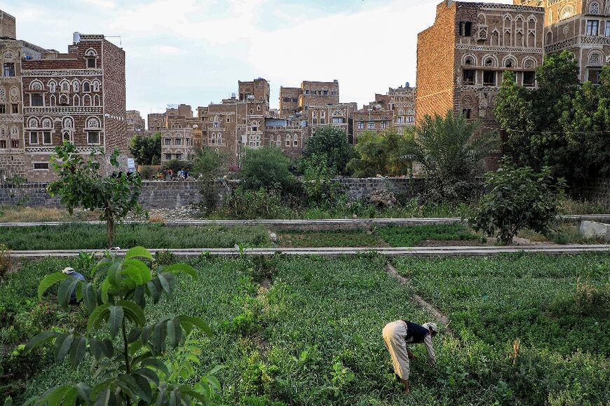 Sanaa residents still tend small fields inside the Old City walls, producing fruit and vegetables to make a living amid the war