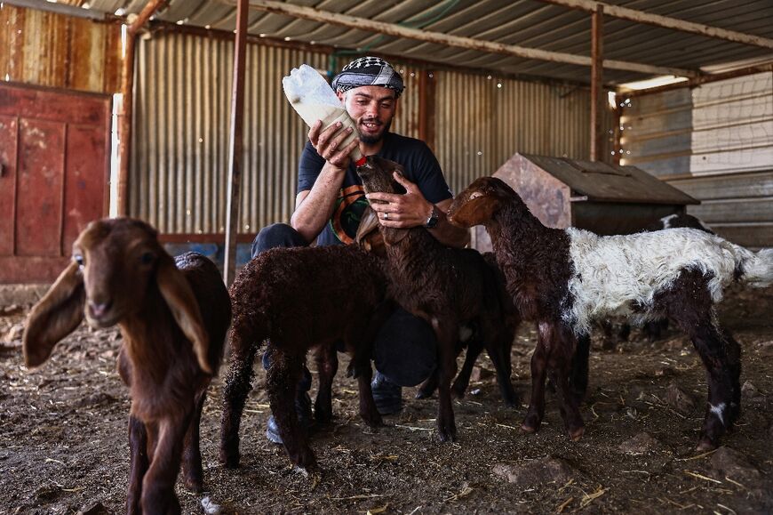 Zayed said more than 1,500 livestock were stolen