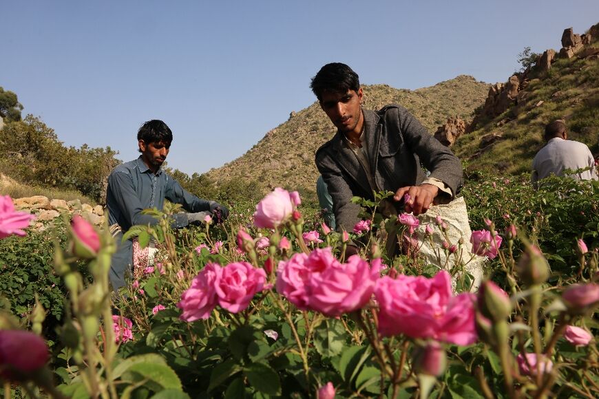 Foreign labourers harvesting the roses in Taif