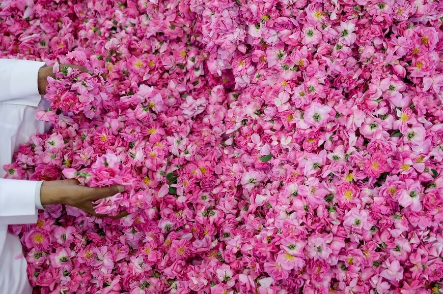The blooms are then hand-picked from daybreak to late in the evening by an army of labourers