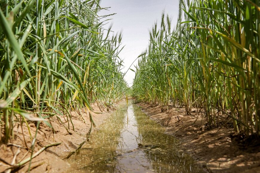 Wheat grows around a groundwater stream near Karbala