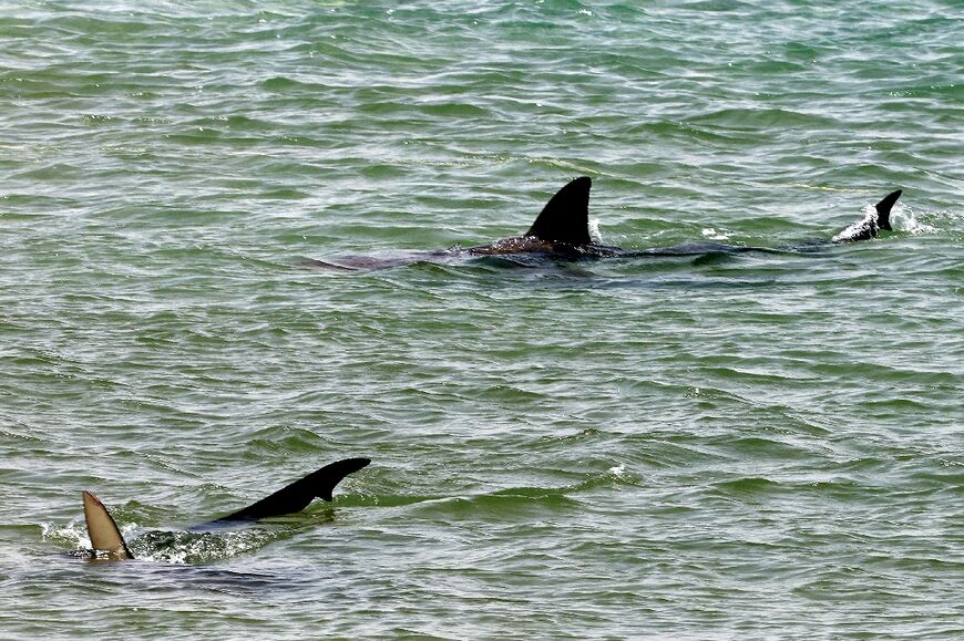 While shark sightings are common off the coast of Israel's Hadera, attacks have not been reported for decades