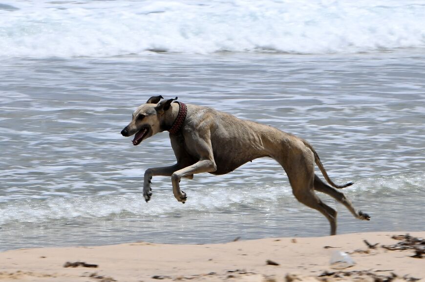 For many centuries, the Sloughis have been vital companions to desert nomads, helping them hunt and guard livestock