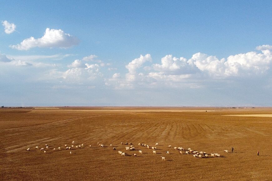 A flock of sheep grazes in a field on the outskirts of Qamishli