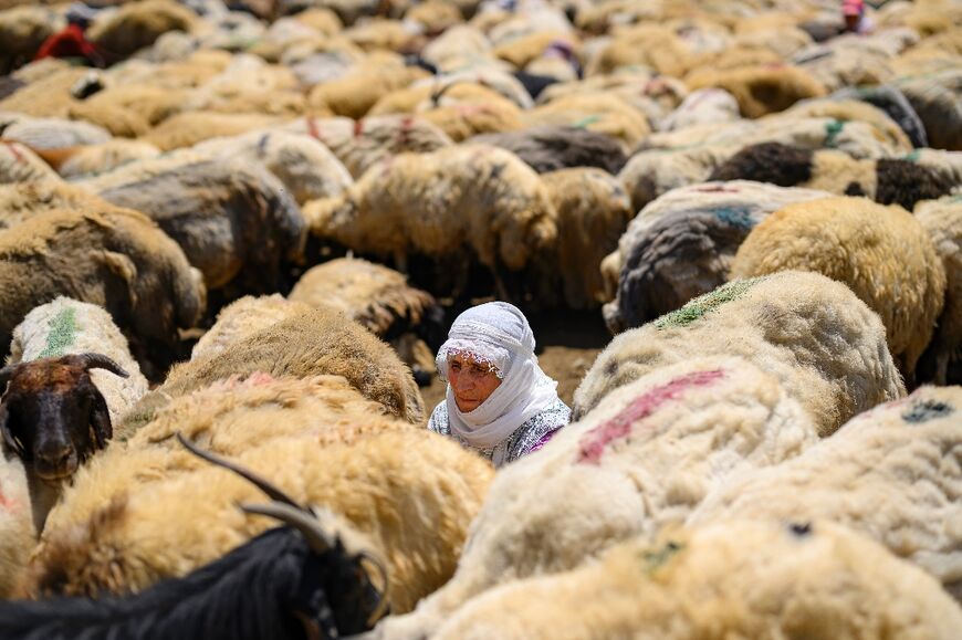 A Kurdish woman milks sheep in the mountains of Hakkari province