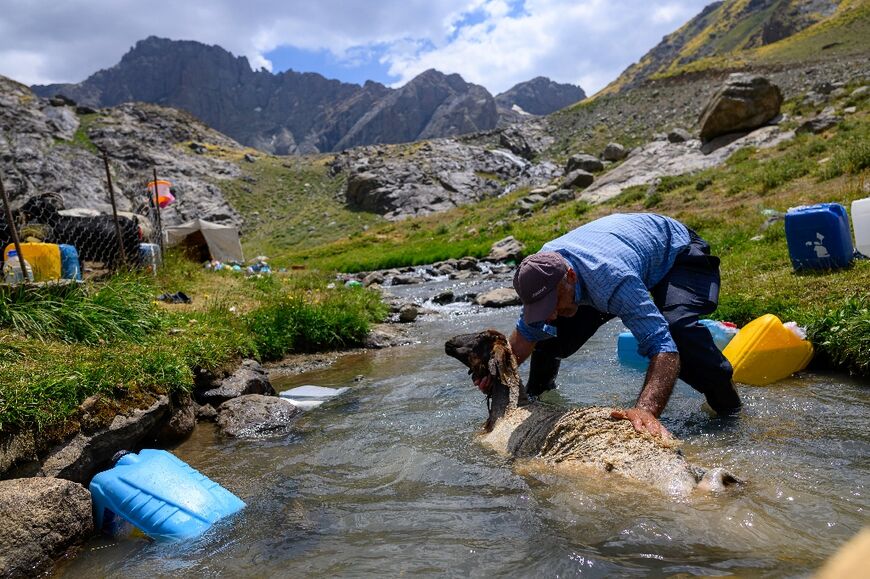 A farmer washes a sheep to help it produce higher-quality wool