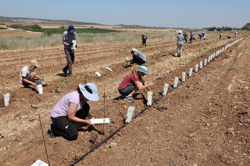The wildfires damaged some five hectares of Latrun's vineyards