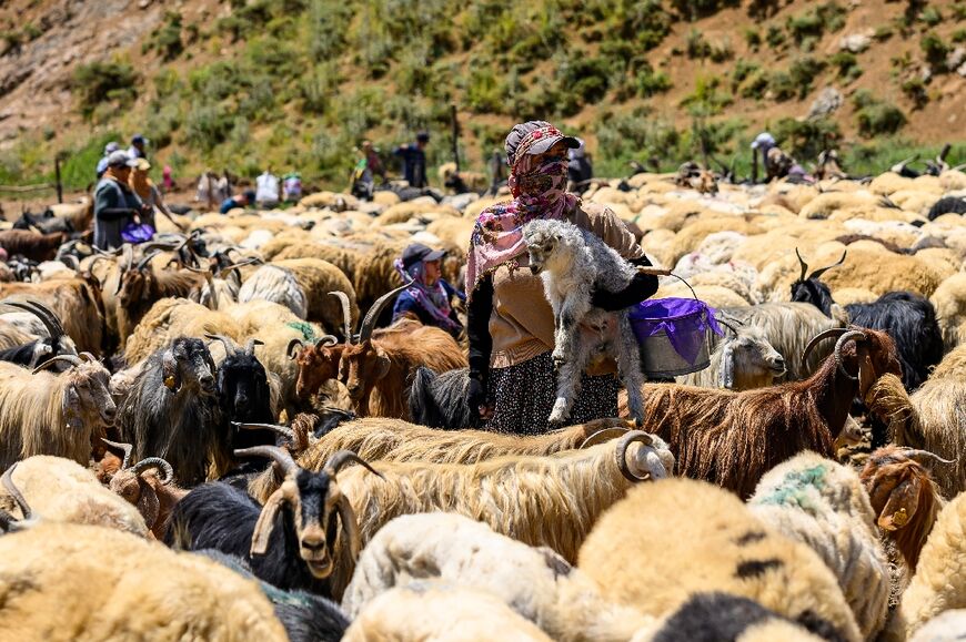A Kurdish farmer carries a lamb amid a flock of sheep