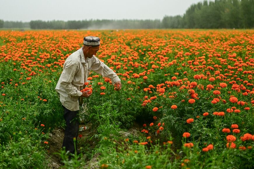 The report called on China to end its 'genocide' against the Uyghur people, a Muslim minority group. A Uyghur man is seen here collecting marigolds in northwestern China's Xinjiang region