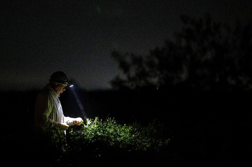Harvesting, which takes place at night, can go on for hours before pickers are able to fill their baskets
