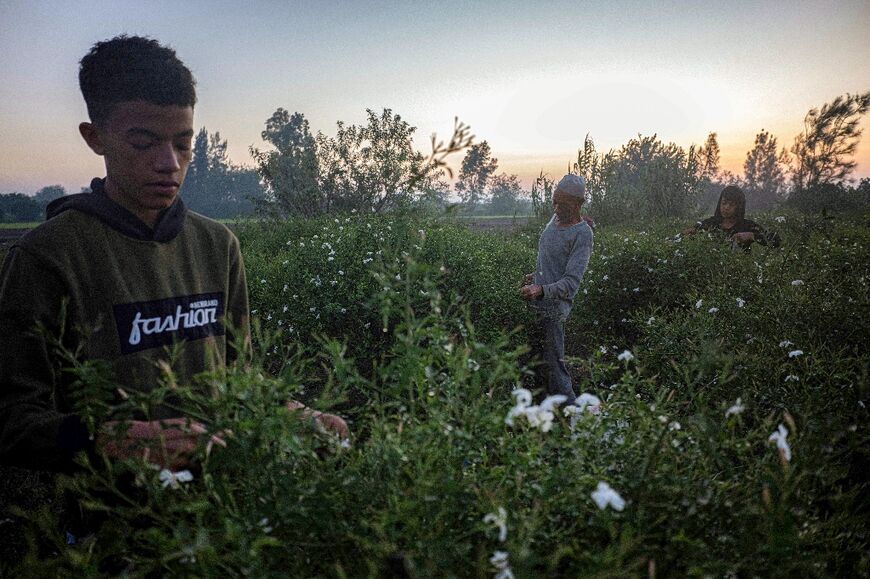 With lower yields, harvesting takes longer and many farmers are becoming more reliant on child labour