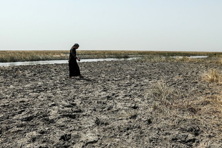 Water scarcity has shrunk the buffalo population in Iraq's Mesopotamian marshes, the UN says