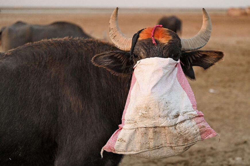 High salt levels in the water are affecting animals