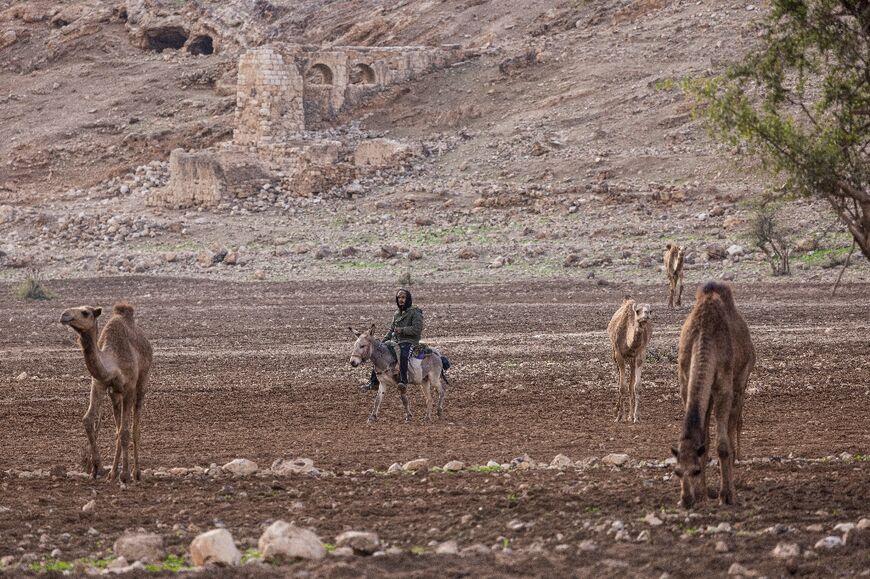 An Israeli settler rides a donkey as he herds camels on the land of a Palestinian Bedouin community in Ras Ein al-Auja